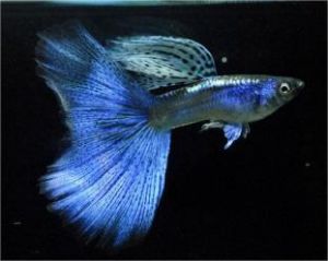 孔雀鱼