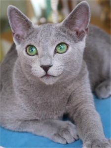 俄罗斯蓝猫